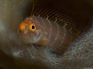 Got my eye on you!  Starksia hassi   Ringed Blenny at "Fr... by John Roach 